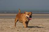 STAFFIE 339
